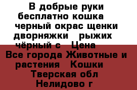 В добрые руки бесплатно,кошка,2.5черный окрас,щенки дворняжки,3 рыжих 1 чёрный,с › Цена ­ - - Все города Животные и растения » Кошки   . Тверская обл.,Нелидово г.